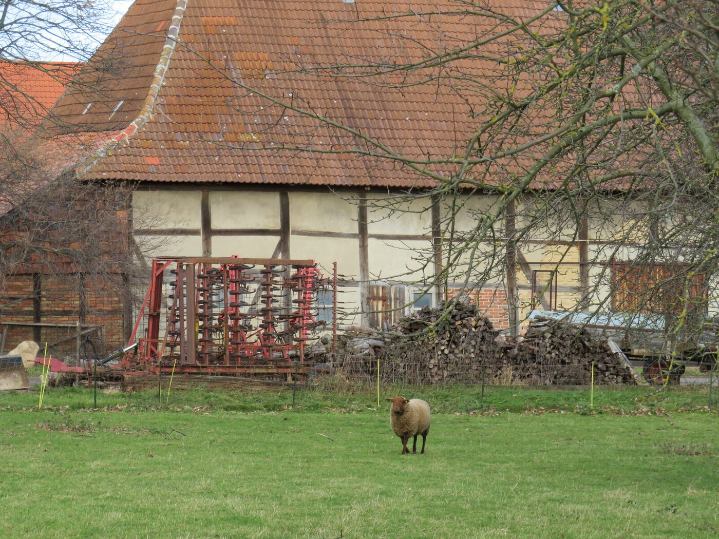 Fachwerkscheune mit Schaf auf der Weide